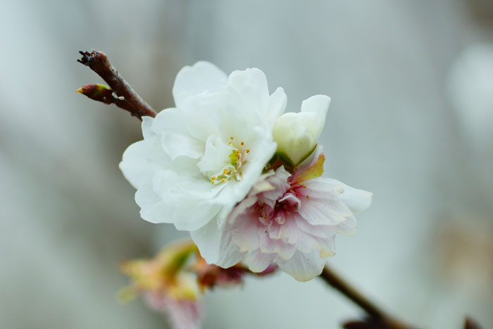 kobuku-sakura_e0077521_21102092.jpg