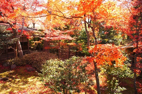 且坐喫茶(しゃざきっさ) ~妙心寺・大法院(京都)~_c0235725_12145430.jpg
