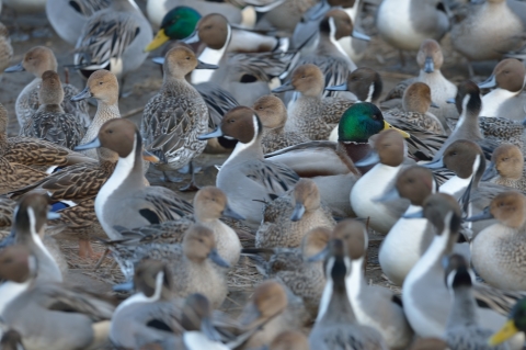 2013年12月16日　安曇野白鳥湖　野鳥_c0314839_10401492.jpg