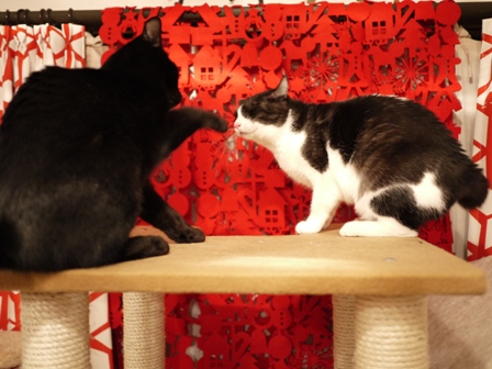 なかよくけんかしな猫 てぃぁらみるきぃ編。_a0143140_23585896.jpg