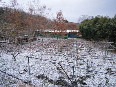 初積雪！寒いのなんのって！九州熊本でも雪がつもるんですんですよ!!_a0254656_16345648.jpg