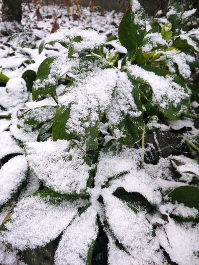 初積雪！寒いのなんのって！九州熊本でも雪がつもるんですんですよ!!_a0254656_16491174.jpg