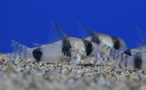 a0162263_20123623.jpg