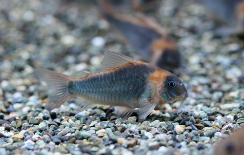 a0162263_20124426.jpg