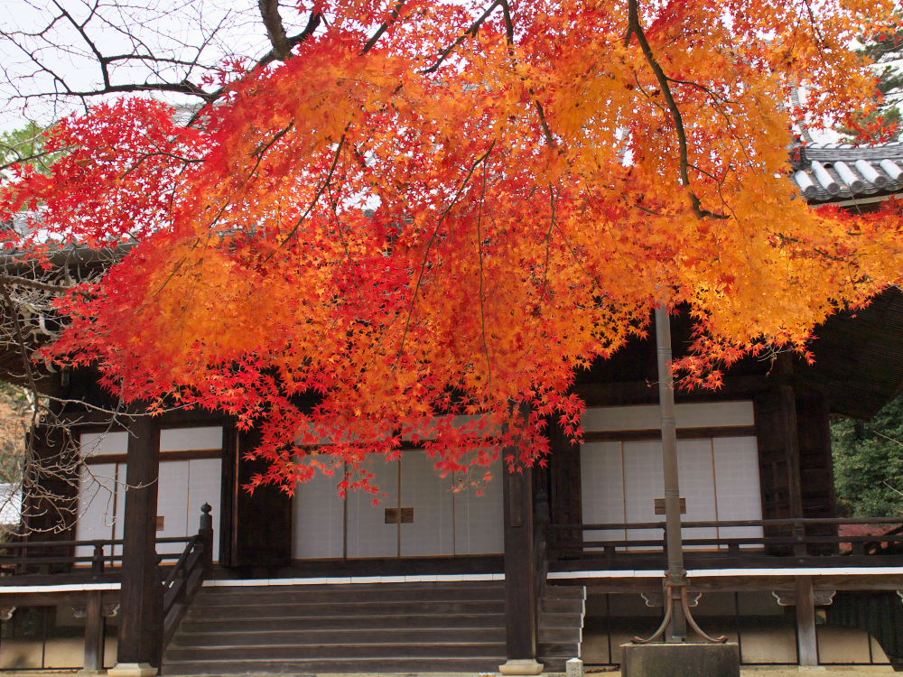 紅葉 2013 <光明寺>　　　　　　　　　　　　　_f0021869_23383081.jpg