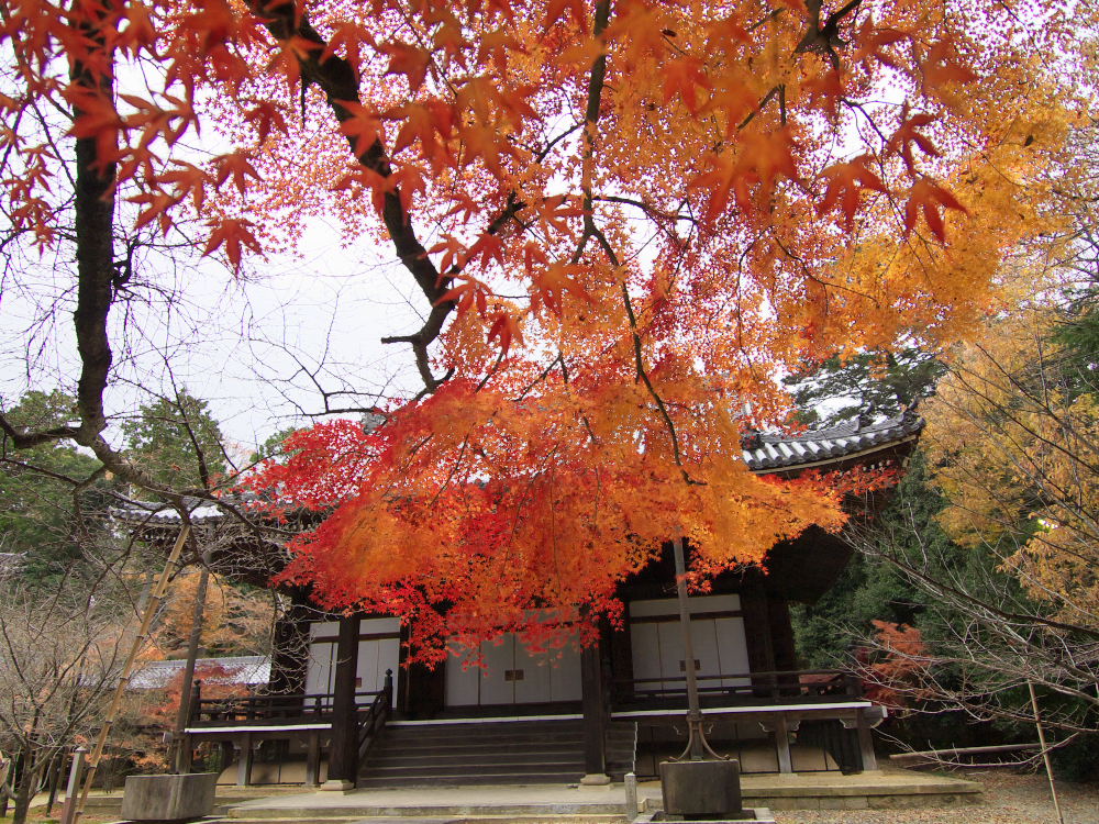 紅葉 2013 <光明寺>　　　　　　　　　　　　　_f0021869_2338487.jpg