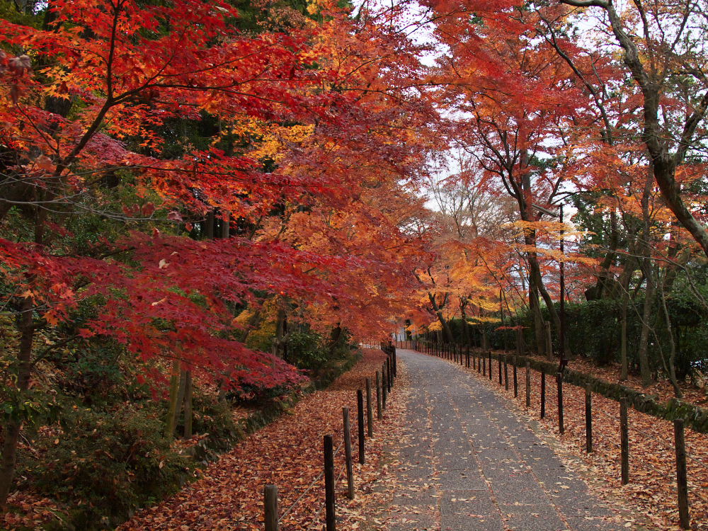 紅葉 2013 <光明寺>　　　　　　　　　　　　　_f0021869_23405816.jpg