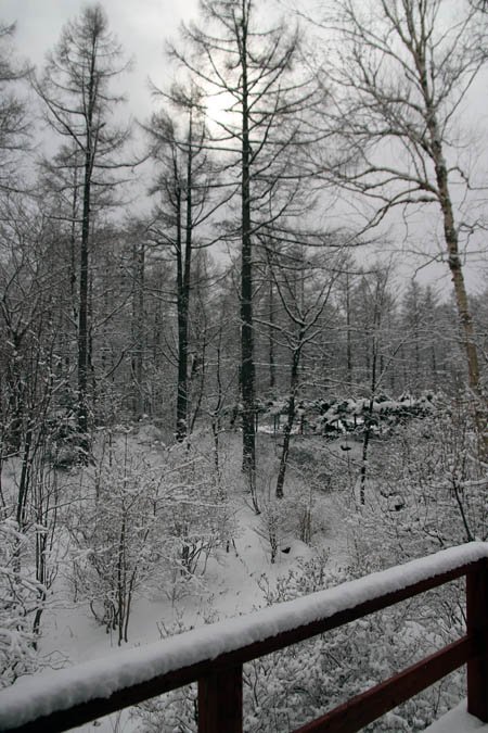 雪のお便り_f0145483_13243282.jpg