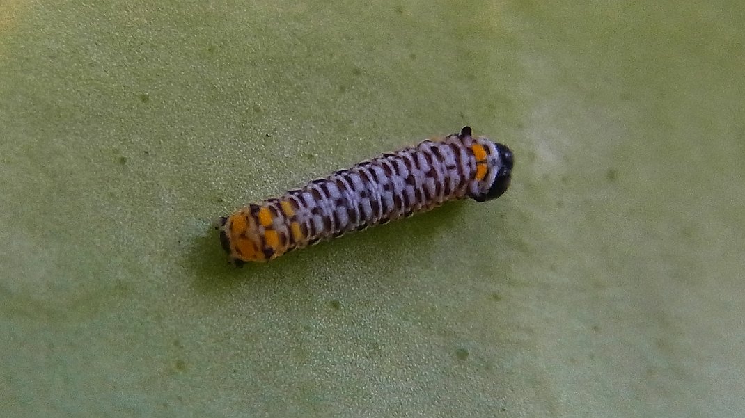 a0152692_17383544.jpg