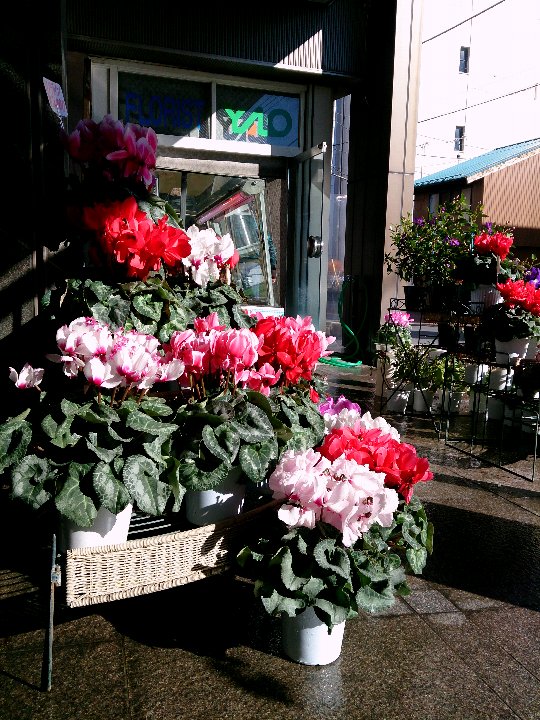 花屋の店先 フォト日記 By Yokota Warehouse 花屋の店先 フォト日記 By Yokota Warehouse