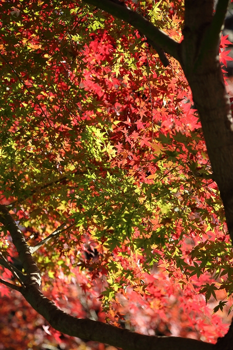 a0159414_10181494.jpg