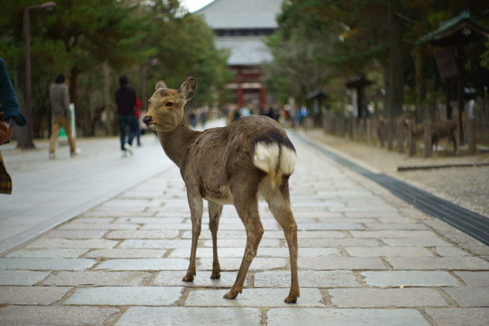 東大寺_a0232823_135467.jpg