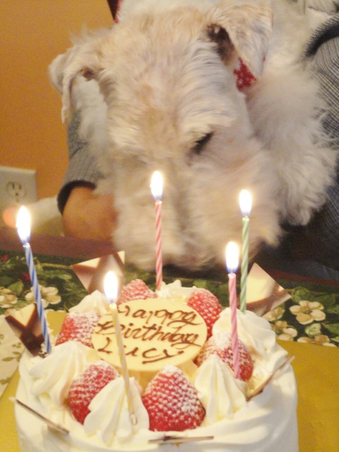 Happy Birthday Lucy 2013～！_a0224537_53339.jpg