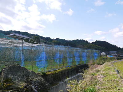太秋柿 落葉とオス柿の収穫の話_a0254656_16153822.jpg