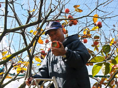 太秋柿　落葉とオス柿の収穫の話_a0254656_16375958.jpg