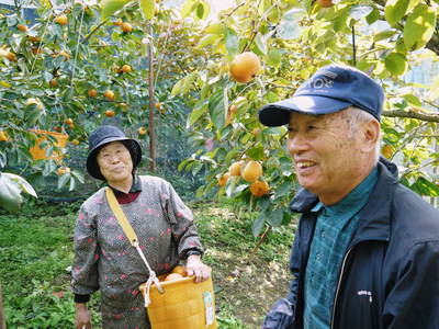 太秋柿　落葉とオス柿の収穫の話_a0254656_169747.jpg