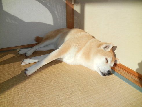 ’13,12,21(土)寒い日は鶏南蛮!_f0060461_10275894.jpg
