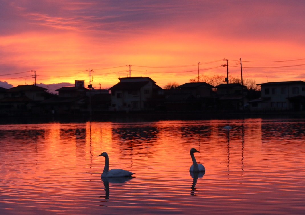 朝焼け 水戸市大塚池 1 2013 12 21 常陸のt S Blog 朝焼け 水戸市大塚池 1 2013 12 21 常陸のt S Blog