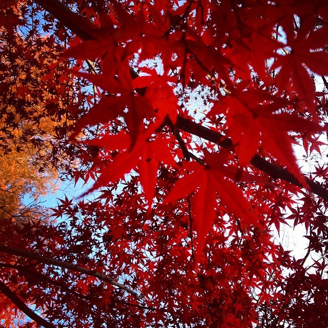 高円寺の公園にて（２０１３年の紅葉編）_b0087212_13482482.jpg