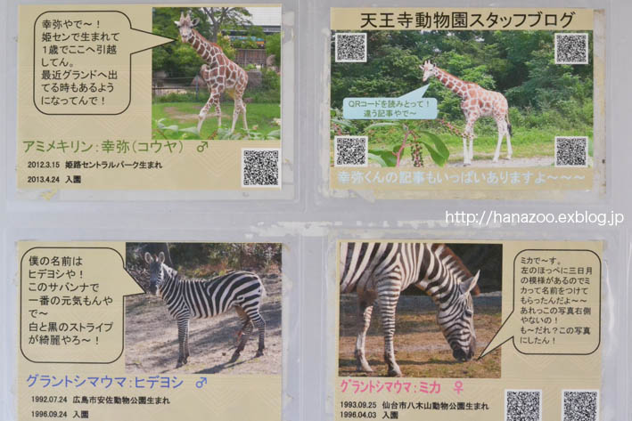 天王寺 サバンナの草食さんたちと キリンの室内展示に思うこと 今日ものんびり動物園