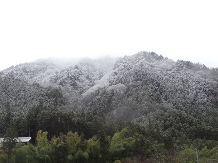 初雪＆案山子_b0042439_07004801.jpg