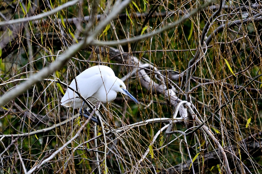 カワセミ池の野鳥達－１_d0148541_1933278.jpg