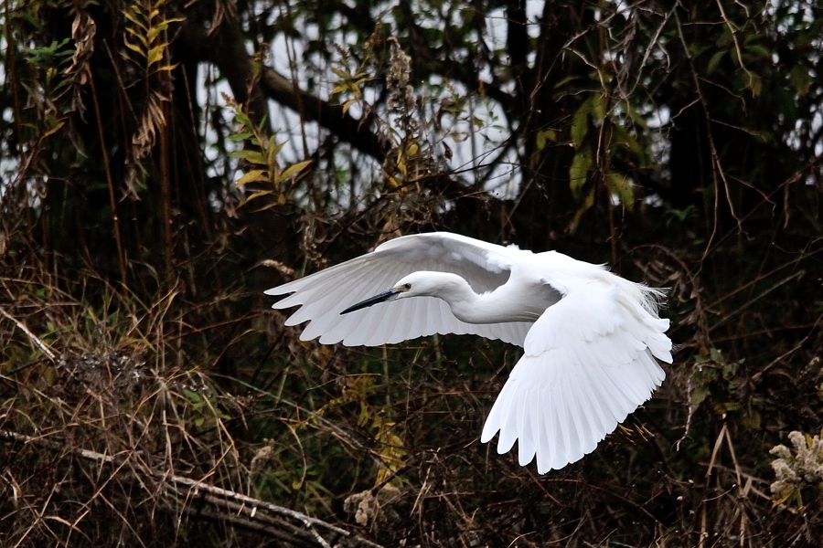 カワセミ池の野鳥達－１_d0148541_193371.jpg