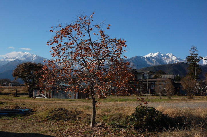 柿の木と北アルプスと木崎湖_c0002943_1910617.jpg