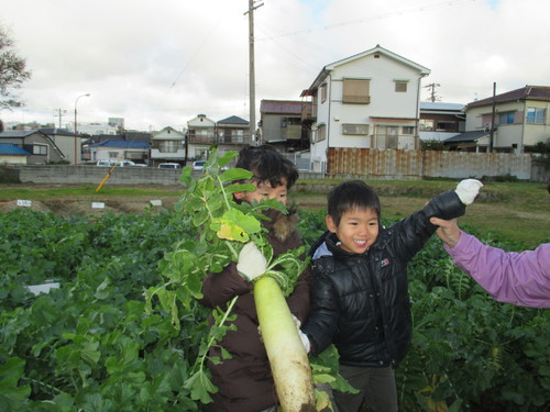 大根の収穫です(^o^)_f0079749_13454781.jpg