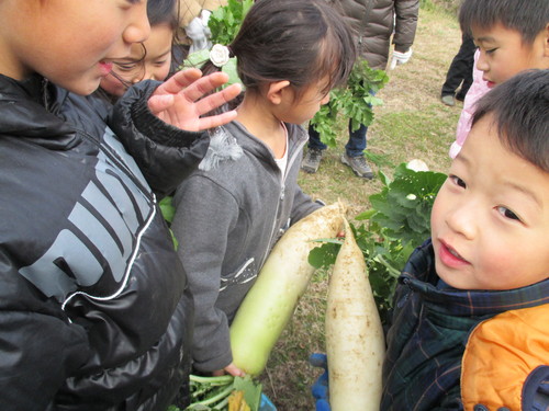 大根の収穫です(^o^)_f0079749_1472657.jpg