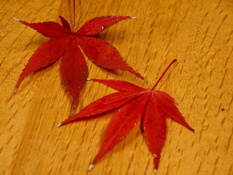 ☆自然の中の色や形ってとても好き☆_c0092953_21353841.jpg