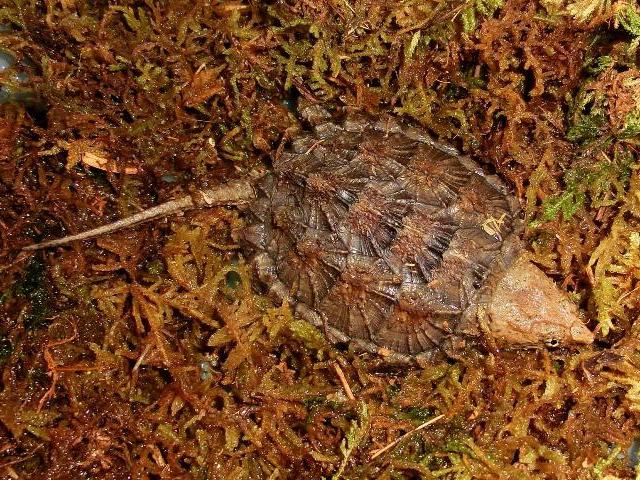 カミツキワニガメ来所 ワニガメ生態研究所 カミツキワニガメ来所 ワニガメ生態研究所