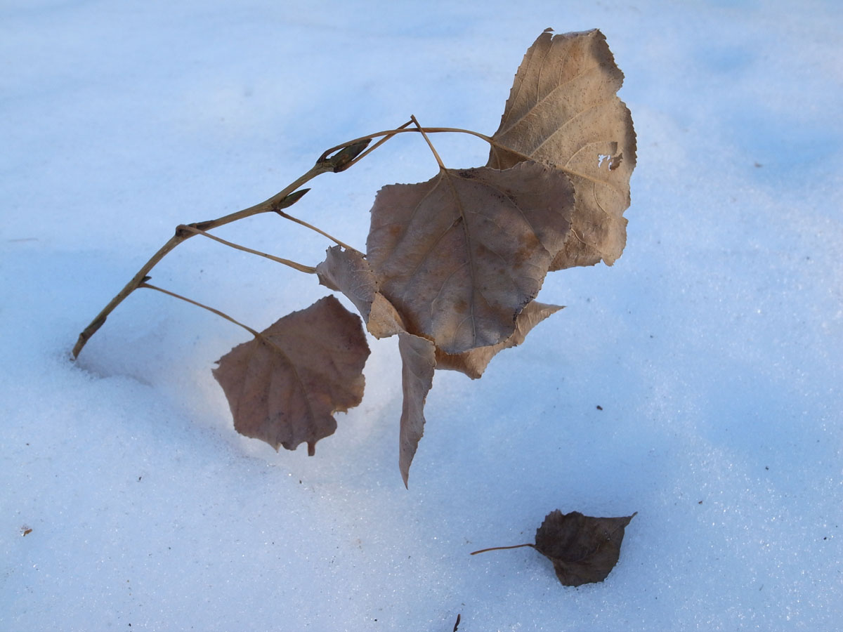 Still a tiny plant of Poplar_c0172882_1302163.jpg