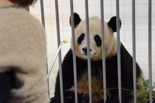 ２０１３年１１月　白浜パンダ見隊２　その８　陽ちゃんのバックヤードツアー_a0052986_21574212.jpg