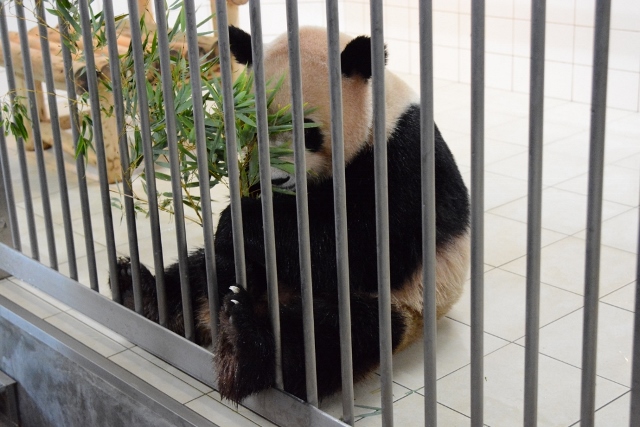 ２０１３年１１月　白浜パンダ見隊２　その８　陽ちゃんのバックヤードツアー_a0052986_8352824.jpg