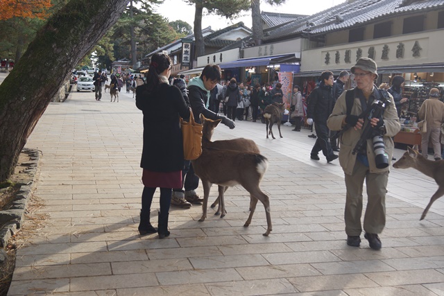 奈良の晩秋を訪ねる、素晴らしい国宝東大寺、奈良公園の鹿たち、奈良最高の季節は鹿に銀杏、紅葉で決まり　_d0181492_18232856.jpg
