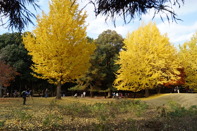 奈良の晩秋を訪ねる、素晴らしい国宝東大寺、奈良公園の鹿たち、奈良最高の季節は鹿に銀杏、紅葉で決まり　_d0181492_2241892.jpg