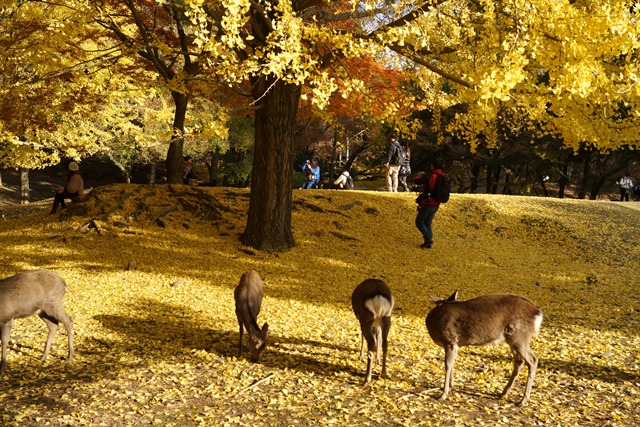 奈良の晩秋を訪ねる、素晴らしい国宝東大寺、奈良公園の鹿たち、奈良最高の季節は鹿に銀杏、紅葉で決まり　_d0181492_22423236.jpg