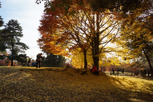 晩秋の奈良公園と東大寺、世界文化遺産奈良公園の魅力を撮る、素晴らしい古都奈良の晩秋の旅_d0181492_22531166.jpg