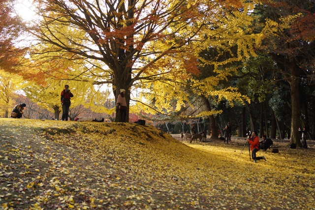 晩秋の奈良公園と東大寺、世界文化遺産奈良公園の魅力を撮る、素晴らしい古都奈良の晩秋の旅_d0181492_22545151.jpg