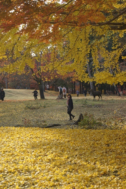 晩秋の奈良公園と東大寺、世界文化遺産奈良公園の魅力を撮る、素晴らしい古都奈良の晩秋の旅_d0181492_22553979.jpg