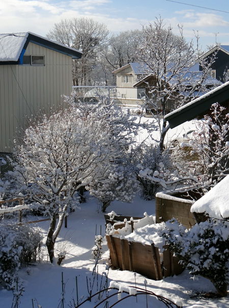 庭の雪景色と、猫部屋の植物たちなど_a0136293_19494754.jpg