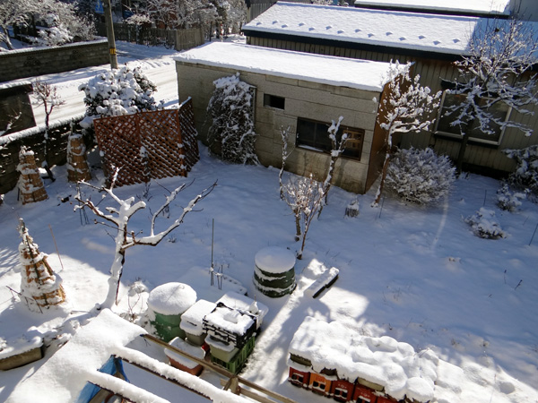 庭の雪景色と、猫部屋の植物たちなど_a0136293_19521637.jpg