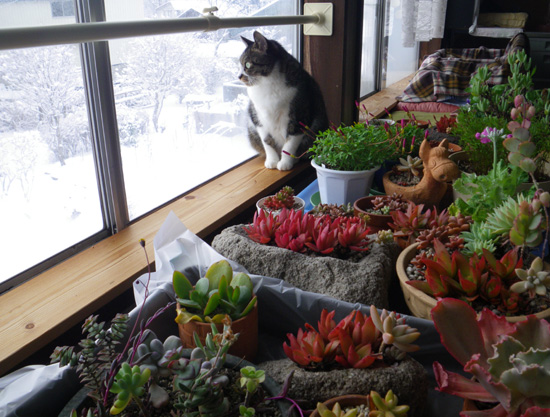 庭の雪景色と、猫部屋の植物たちなど_a0136293_19541879.jpg