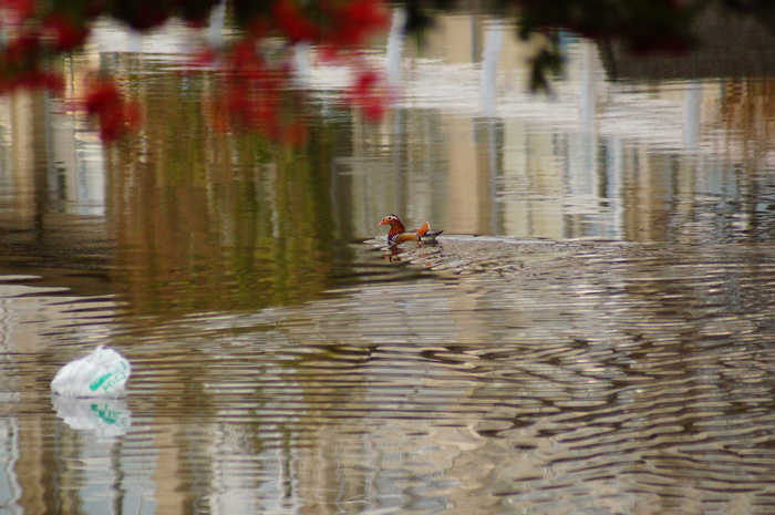 a0206496_1625575.jpg