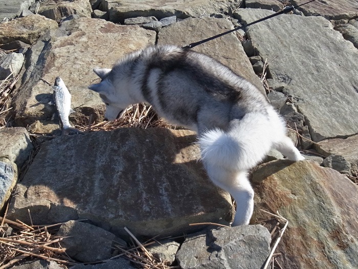 c0049299_20411761.jpg