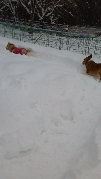 雪深く・・・ホワイトクリスマスいぶいぶ♪_c0127703_054418.jpg