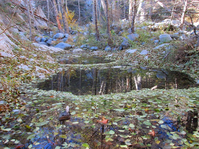 ウォータープールに心弾むトレイル　　　　　Switzer falls - Bear Canyon Trail Camp in Angeles National Forest_f0308721_15571257.jpg