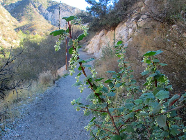 ウォータープールに心弾むトレイル　　　　　Switzer falls - Bear Canyon Trail Camp in Angeles National Forest_f0308721_1605844.jpg