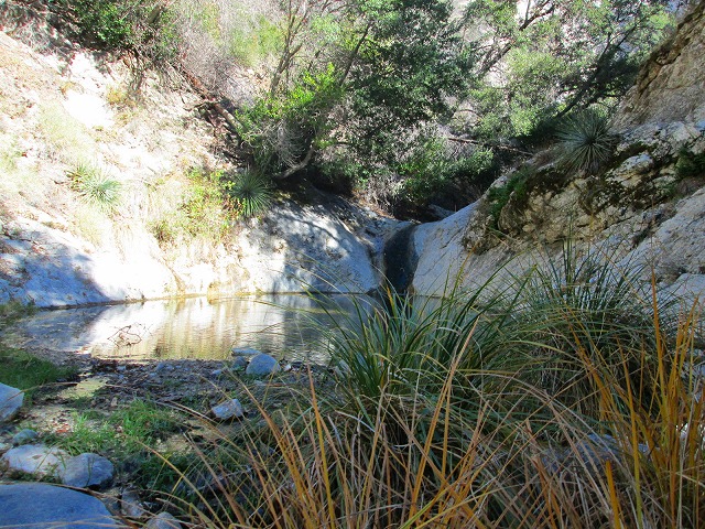 ウォータープールに心弾むトレイル　　　　　Switzer falls - Bear Canyon Trail Camp in Angeles National Forest_f0308721_1625252.jpg